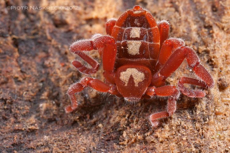 Ricinulei A biblical arachnid The Smaller Majority by Piotr Naskrecki