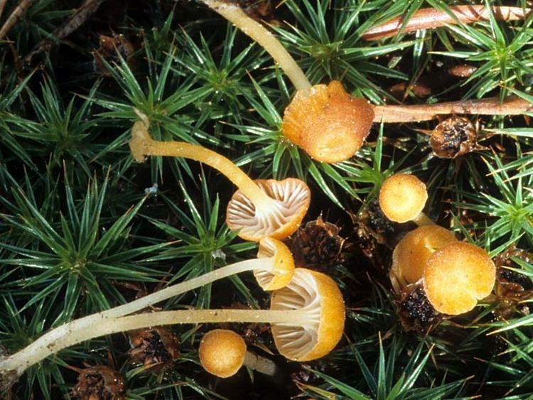 Rickenella California Fungi Rickenella fibula