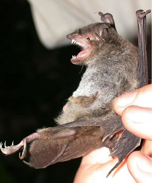 Rickett's big-footed bat wwwbiobrisacukresearchbatsChina20batsimag