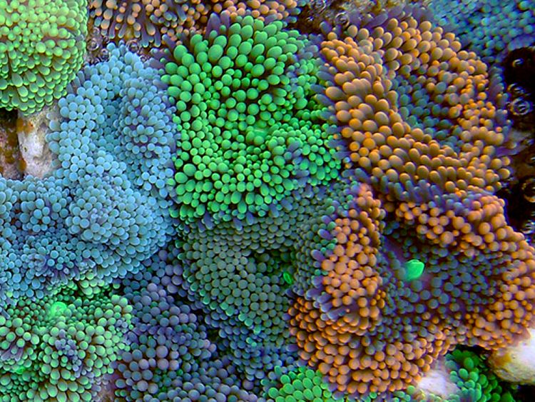 Ricordea florida Ricordea florida Soft coral