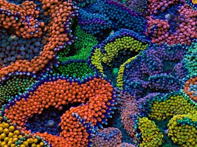 Ricordea florida Ricordea Florida Mushroom Coral 10 PackBeginner Coral FedEx