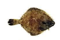Ridged-eye flounder wwwfishbaseusimagesthumbnailsjpgtnPlcoru0jpg