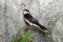 Ridgway's rough-winged swallow httpsuploadwikimediaorgwikipediacommonsthu