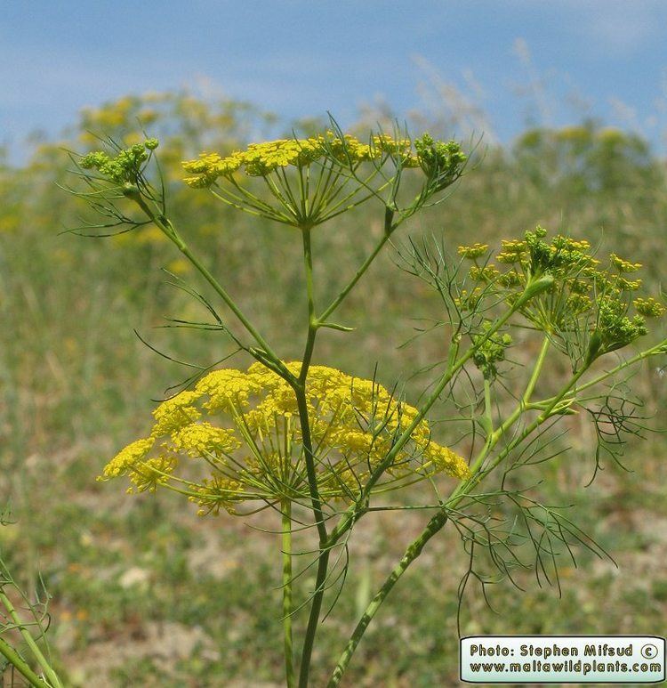 Ridolfia segetum Wild Plants of Malta amp Gozo Plant Ridolfia segetum Ridolfia