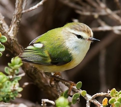 Rifleman (bird) Birds of the World Rifleman