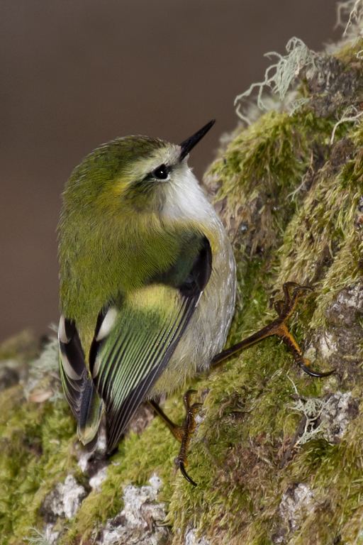 Rifleman (bird) Rifleman New Zealand Birds Online