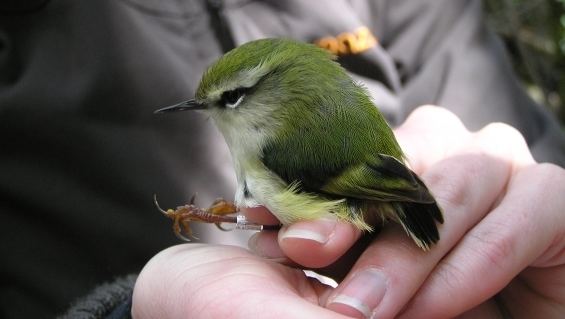 Rifleman (bird) Rifleman birds heard again at A39Deane39s Bush Media release 31 March