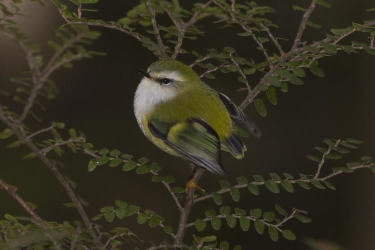 Rifleman (bird) Rifleman New Zealand Birds Online