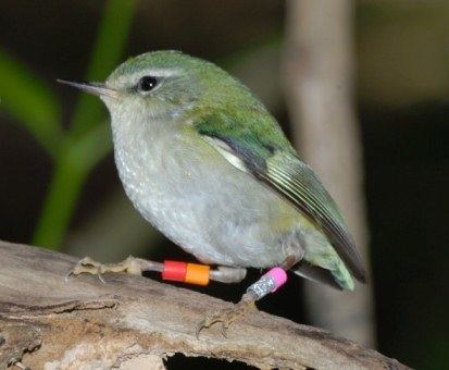 Rifleman (bird) Rifleman Tiritiri Matangi Project