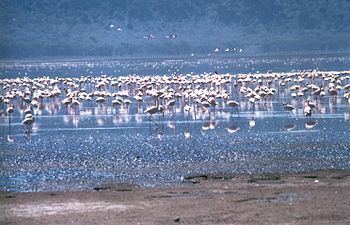 Rift Valley lakes httpsuploadwikimediaorgwikipediacommonsthu