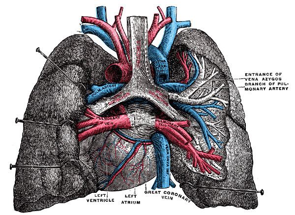 Right pulmonary artery