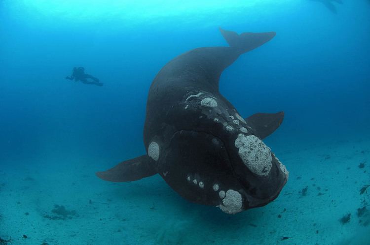 Right whale Right Whales Brian Skerry Photography