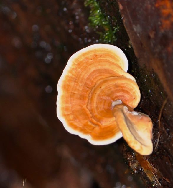Rigidoporus Fungi Biodiversity of the Reserva Ecolgica Bijagual