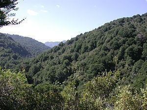 Rimutaka Forest Park httpsuploadwikimediaorgwikipediacommonsthu