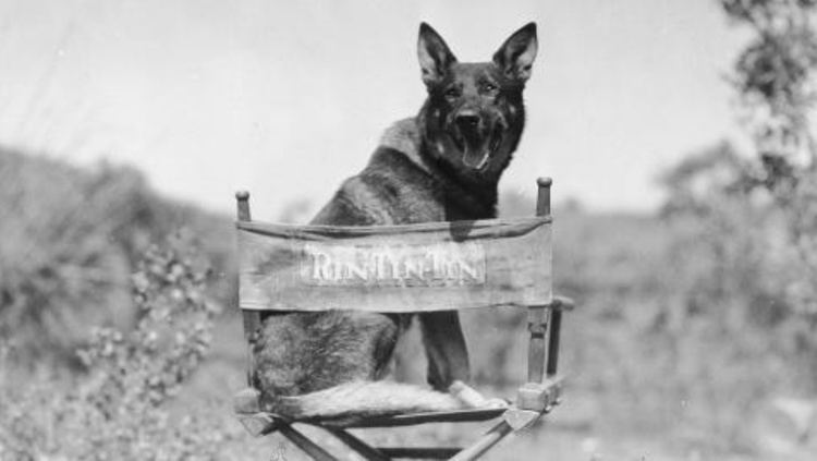 Rin Tin Tin When Warner Bros Went to the Dogs Silver Screenings