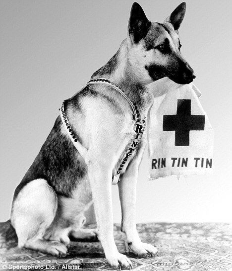 Rin Tin Tin Rin Tin Tin Hollywood39s top dog had 40m fans and drank milk from a