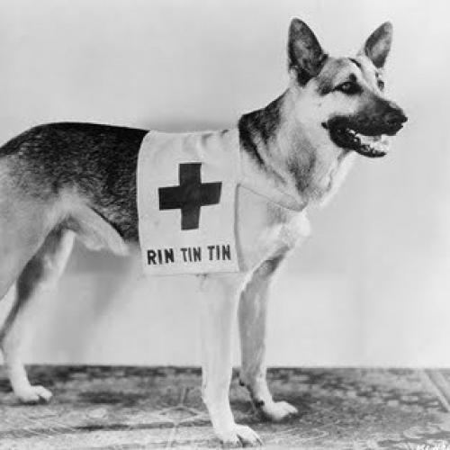 Rin Tin Tin David Thomson Reviews Susan Orlean39s quotRin Tin Tin The Life and the