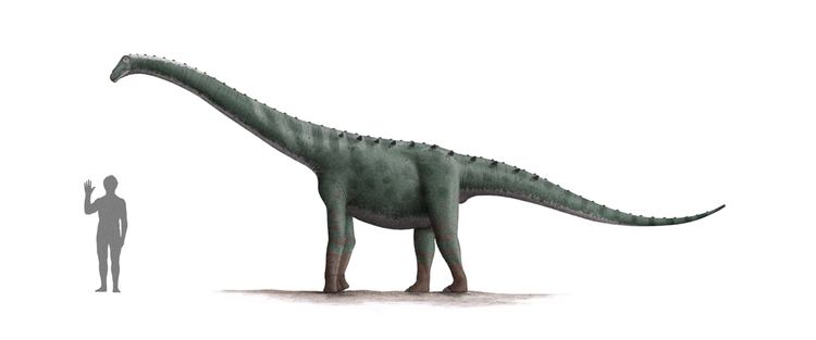 Rinconsaurus httpsuploadwikimediaorgwikipediacommons11