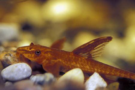Rineloricaria Rineloricaria sp Red Lizard Catfish L010aL10a Seriously Fish