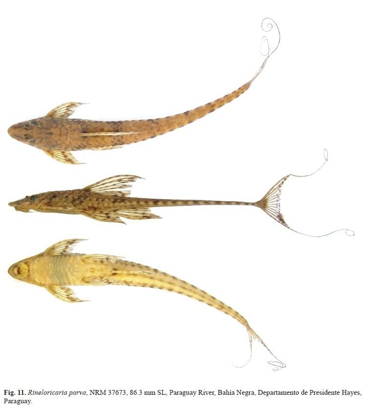 Rineloricaria Taxonomic revision of the Rineloricaria species Siluriformes