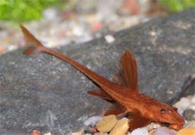 Rineloricaria lanceolata Rineloricaria lanceolata Chocolatecolored catfish Tropical Fish