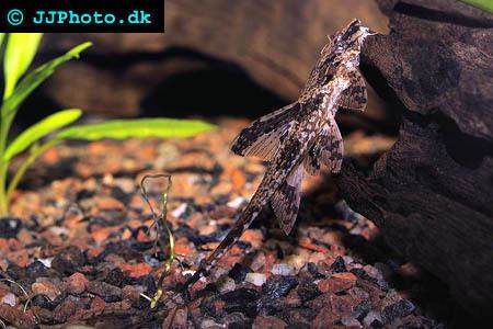 Rineloricaria lanceolata Rineloricaria lanceolata Whiptail Chocolatecolored Catfish with