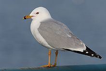 Ring-billed gull Ringbilled gull Wikipedia