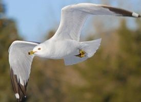 Ring-billed gull Ringbilled Gull Identification All About Birds Cornell Lab of