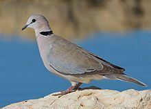 Ring-necked dove httpsuploadwikimediaorgwikipediacommonsthu