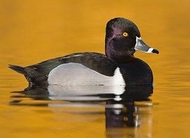 Ring-necked duck Ringnecked Duck Identification All About Birds Cornell Lab of