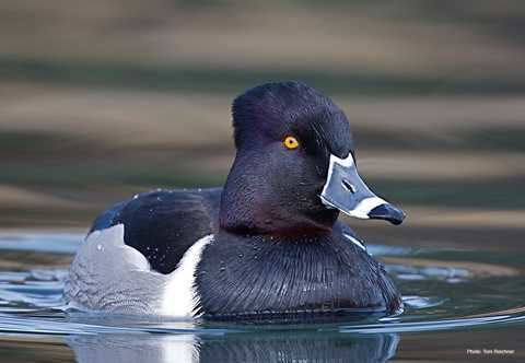 Ring-necked duck Ringnecked Duck Waterfowl ID
