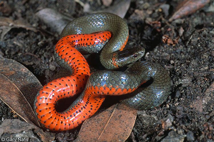 Ring-necked snake Ringnecked Snakes found in California