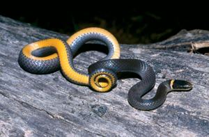 Ring-necked snake DNR Ringnecked Snake Diadophis punctatus edwardii
