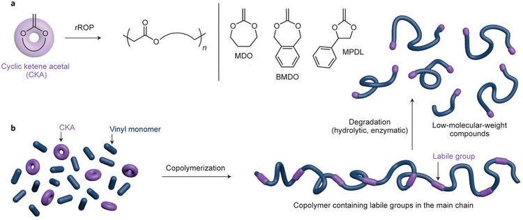 Ring-opening polymerization Radical ringopening polymerization rROP to insert ester groups in