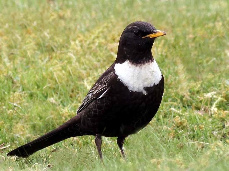 Ring ouzel Ring Ouzels Where to watch wildlife Wildlife The RSPB Community