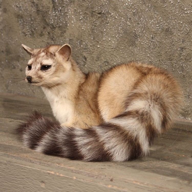 Ring-tailed cat RingTailed Cat Facts History Useful Information and Amazing Pictures