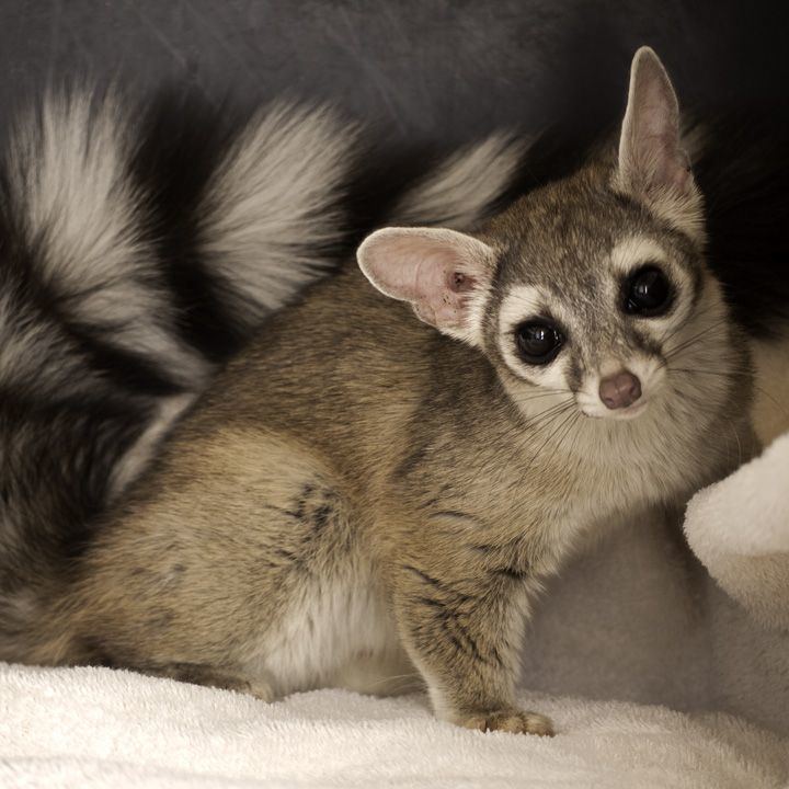 Ring-tailed cat 10 images about ringtail cats on Pinterest Rainforests Mountain