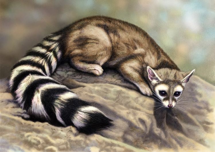 Ring-tailed cat RingTailed Cat Amazing Creature Interesting All Facts The Wildlife