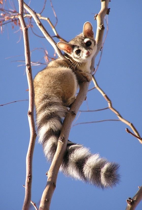 Ring-tailed cat Ringtailed Cat Los Padres ForestWatch