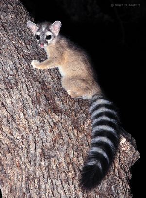Ring-tailed cat RingTailed Cat Facts History Useful Information and Amazing Pictures