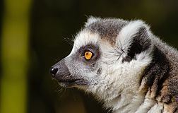 Ring-tailed lemur Ringtailed lemur Wikipedia