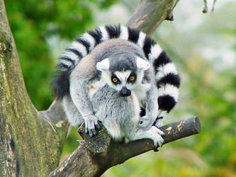 Ring-tailed lemur Ringtailed Lemur