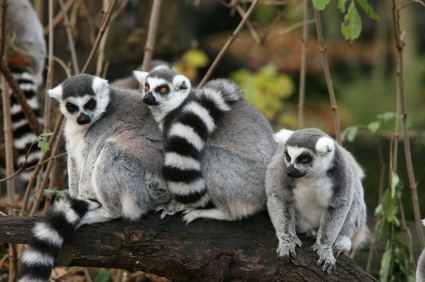 Ring-tailed lemur Ringtailed Lemur Facts for Kids