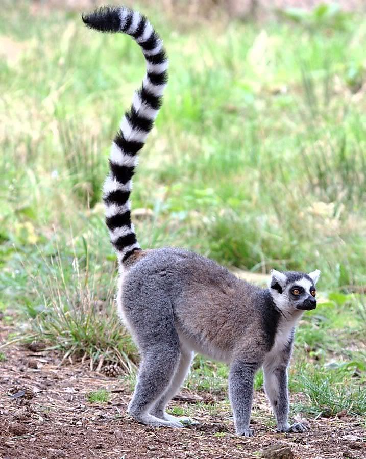Ring-tailed lemur Ringtailed Lemur Facts History Useful Information and Amazing