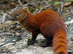Ring-tailed mongoose httpsuploadwikimediaorgwikipediacommonsthu