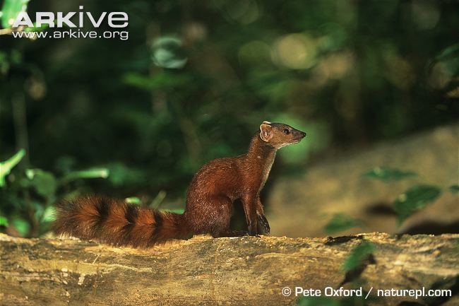 Ring-tailed mongoose Malagasy ringtailed mongoose photo Galidia elegans G31918 ARKive