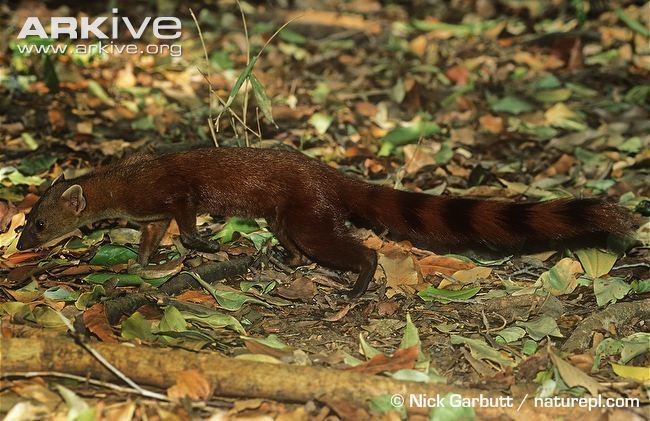 Ring-tailed mongoose Malagasy ringtailed mongoose photo Galidia elegans G31920 ARKive
