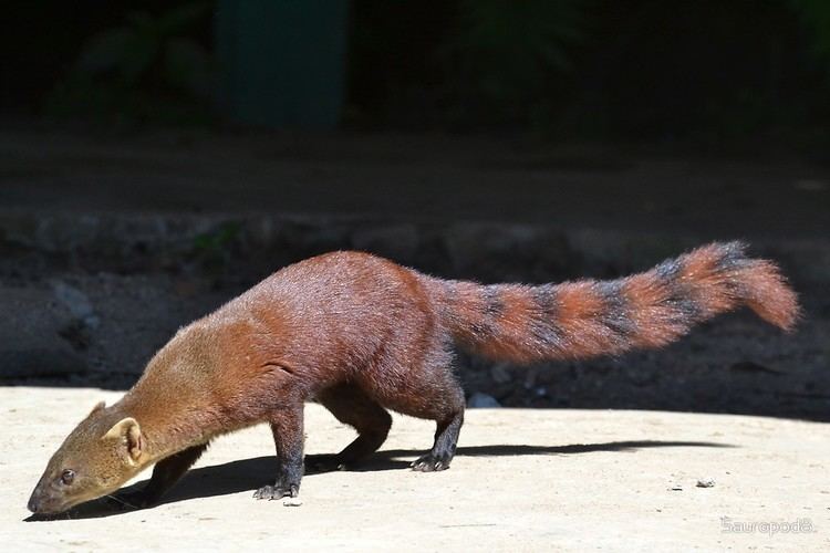 Ring-tailed mongoose I39m A Ring Tailed Mongoosequot by Sauropod8 Redbubble