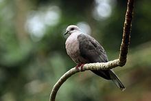 Ring-tailed pigeon httpsuploadwikimediaorgwikipediacommonsthu