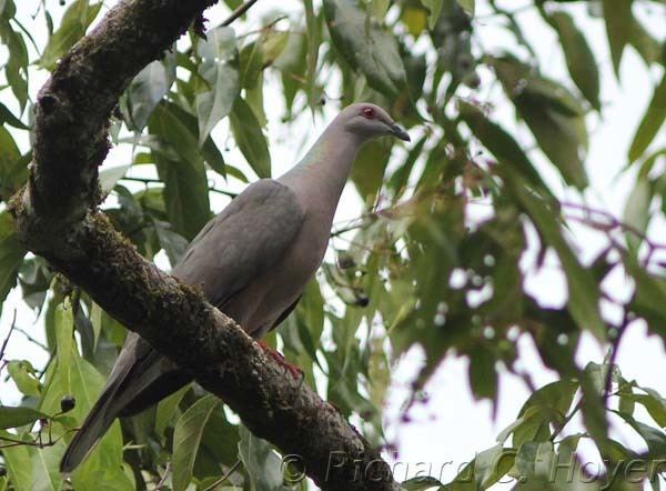 Ring-tailed pigeon tailed Pigeon Hoyer